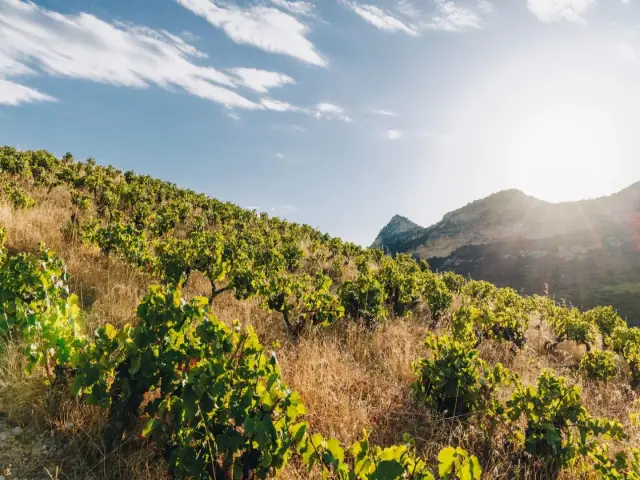 Top 5 Vineyards to Visit in Corsica